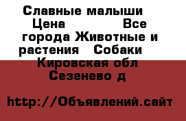 Славные малыши! › Цена ­ 10 000 - Все города Животные и растения » Собаки   . Кировская обл.,Сезенево д.
